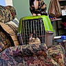 animal, armchair, calico_cat, cat, curious, cushion, domestic, floral_pattern, furniture, green, household, indoor, living_room, perched, pet, pet_carrier, plastic_bag, shelf, sneaker, wooden_floor
