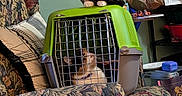 Chloe And Callie joined the competition — help win amazing prizes! animal, armchair, cat, cozy, curious, domestic, floor, furniture, green, home, indoor, looking_up, patterned_fabric, pet_carrier, plastic_bag, shelf, sitting, storage, two_cats, wooden_floor