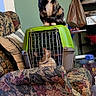 animal, armchair, cat, cozy, curious, domestic, floor, furniture, green, home, indoor, looking_up, patterned_fabric, pet_carrier, plastic_bag, shelf, sitting, storage, two_cats, wooden_floor