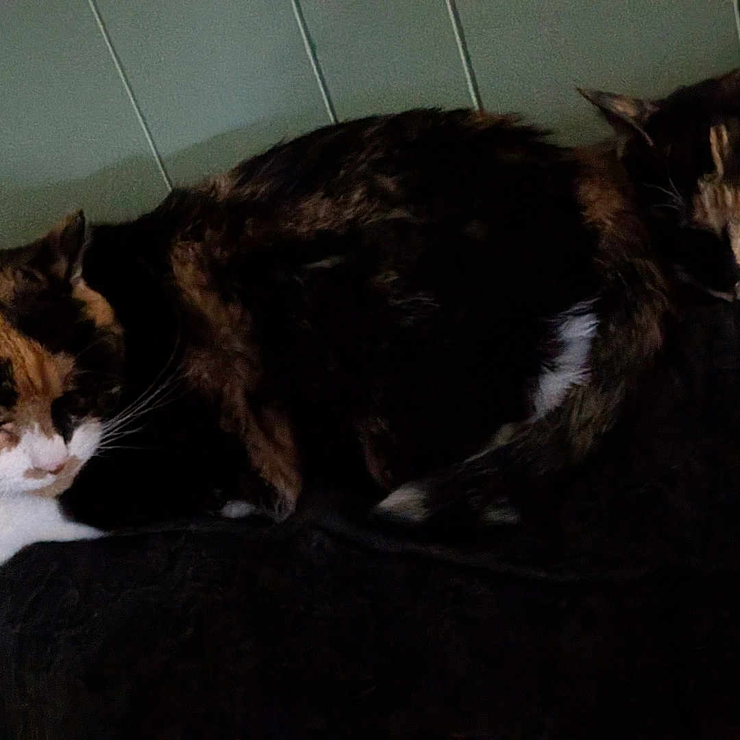 Chloe And Callie