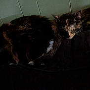 Chloe And Callie is registered to the contest to win money with this photo: animal, black_surface, cat, closeup, companion, cozy, dark, domestic_animal, feline, fur, indoor, peaceful, pet, quiet, resting, shadow, sleeping, tortoiseshell_cat, two_cats, wood_paneling