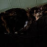 animal, black_surface, cat, closeup, companion, cozy, dark, domestic_animal, feline, fur, indoor, peaceful, pet, quiet, resting, shadow, sleeping, tortoiseshell_cat, two_cats, wood_paneling