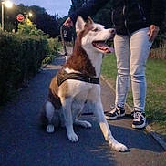 John participe au concours pour gagner de l'argent avec cette photo : dog, husky, person, leash, sidewalk, evening, outdoor, trees, grass, stop_sign, jacket, pants, shoes, sky, path, happy, pet, canine, nature, walk
