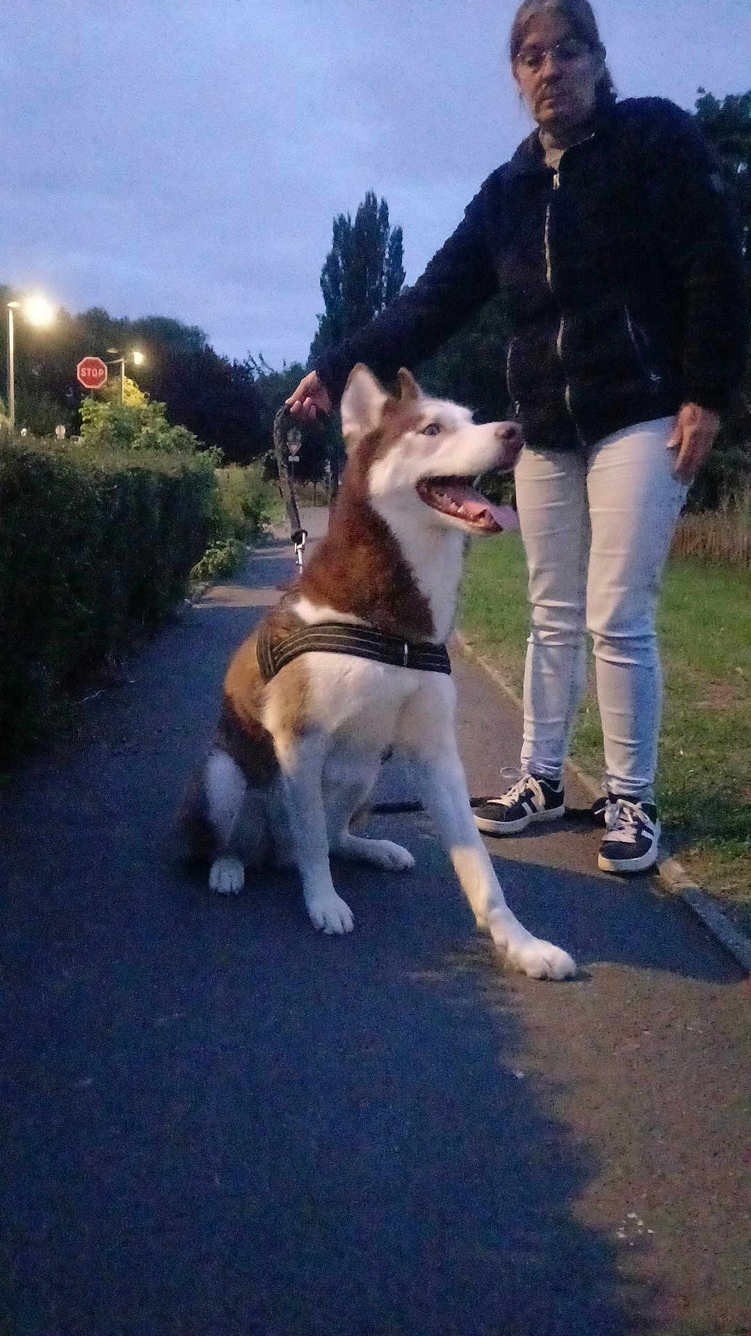 John participe au concours pour gagner de l'argent avec cette photo : dog, husky, person, leash, sidewalk, evening, outdoor, trees, grass, stop_sign, jacket, pants, shoes, sky, path, happy, pet, canine, nature, walk