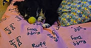 Percy is registered to the contest to win money with this photo: animal, bedspread, black_and_white, blanket, chewing, colorful, cozy, cute, dog, indoor, lying_down, patterned, pet, pillow, playful, puppy, resting, tennis_ball, text_on_bedspread, young_dog