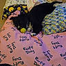 animal, bedspread, black_and_white, blanket, chewing, colorful, cozy, cute, dog, indoor, lying_down, patterned, pet, pillow, playful, puppy, resting, tennis_ball, text_on_bedspread, young_dog