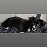 Percy is registered to the contest to win money with this photo: animal, black_and_white, blanket, canine, collar, companion, cozy, cute, dog, domestic_animal, fur, indoor, looking_up, lying_down, pet, portrait, puppy, resting, sleepy, small_dog