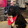Percy is registered to the contest to win money with this photo: animal, birthday_bandana, black_and_white, canine, carpet, celebration, cute, dog, ears, eyes, fur, indoor, looking, nose, party_hat, pet, pet_litter_box, sitting, snout, stacked_bags