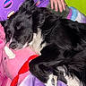 bed, black_and_white, blanket, colorful, comfort, cozy, cute, dog, fur, hand, indoors, pets, pink, plush_toy, purple, resting, sleeping, snuggling, unicorn, white
