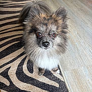 Beaux joined the competition — help win amazing prizes! dog, small_dog, fluffy, pet, animal, indoor, carpet, zebra_pattern, floor, fur, cute, eyes, looking_up, portrait, canine, domestic_animal, companion, adorable, standing, curious