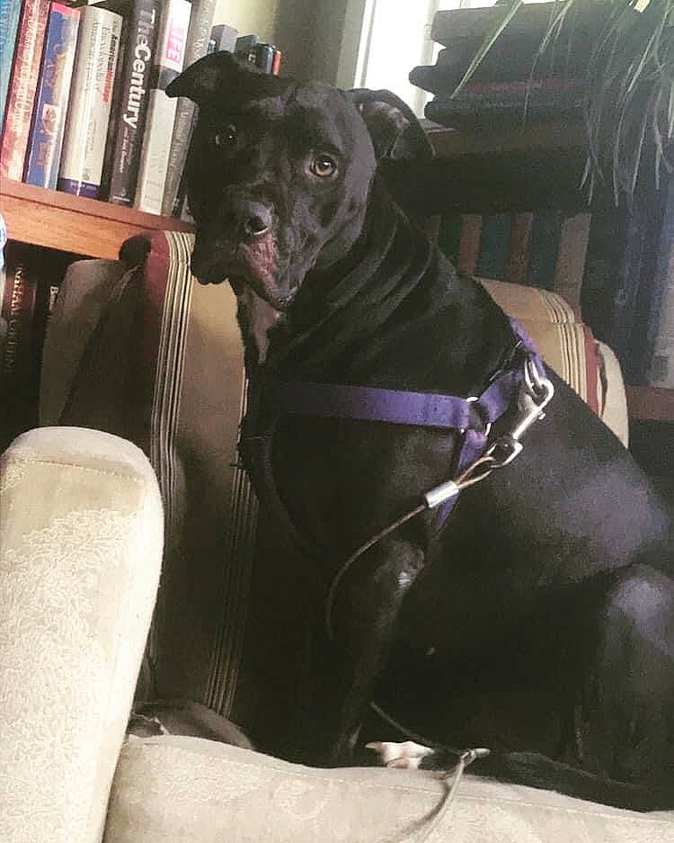 Diva joined the competition — help win amazing prizes! bookcase, canidae, carnivore, chair, collar, comfort, companion_dog, couch, dog, dog_breed, dog_collar, fawn, liver, personal_protective_equipment, shelf, snout, sporting_group, toy_dog, whiskers, working_animal