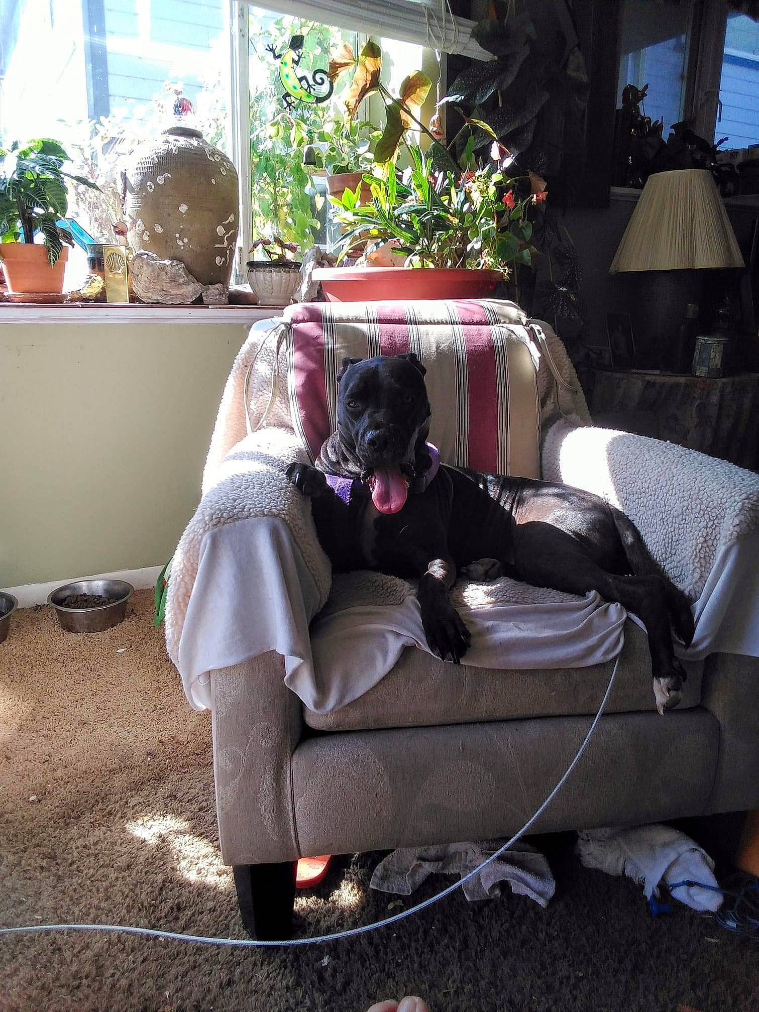 Diva joined the competition — help win amazing prizes! comfort, companion_dog, eyewear, fawn, felidae, flowerpot, grass, houseplant, human_leg, knee, lamp, lap, leisure, living_room, morning, plant, sitting, textile, thigh, tree