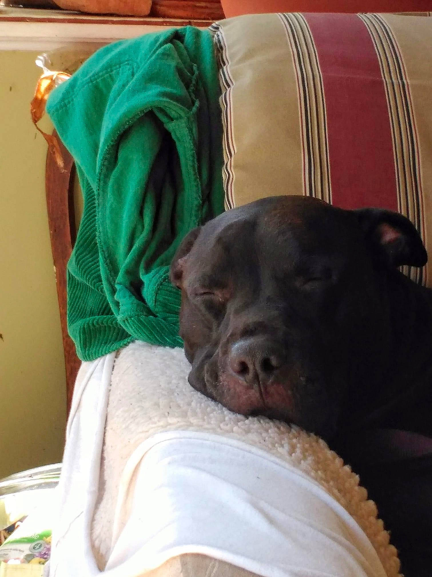 Diva joined the competition — help win amazing prizes! borador, carnivore, comfort, companion_dog, dog, dog_breed, fawn, flesh, fur, linens, liver, nap, sitting, snout, sporting_group, terrestrial_animal, toy_dog, whiskers, working_animal, wrinkle