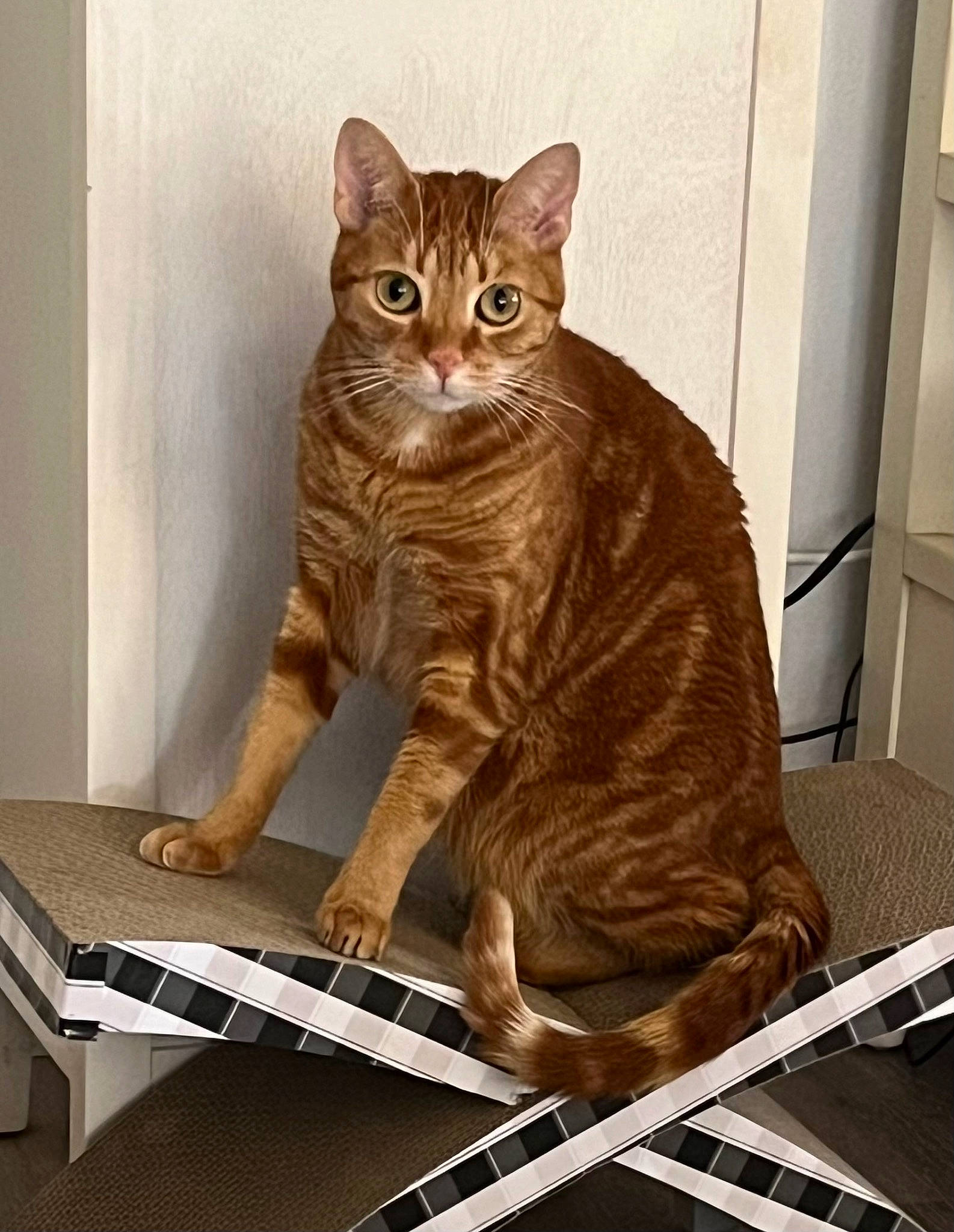 Nala is registered to the contest to win money with this photo: carnivore, cat, cat_supply, comfort, domestic_short_haired_cat, fawn, felidae, fur, metal, paw, pet_supply, rectangle, sitting, small_to_medium_sized_cats, snout, tail, terrestrial_animal, whiskers, wood