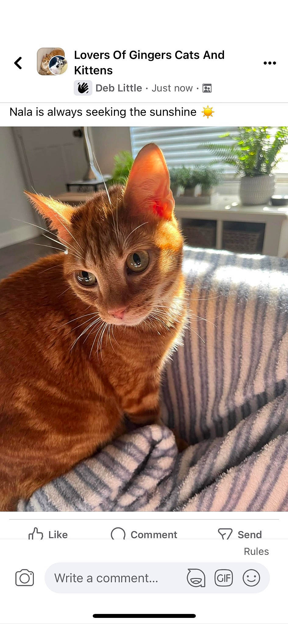 Nala joined the competition — help win amazing prizes! carnivore, cat, claw, comfort, domestic_short_haired_cat, fawn, felidae, flowerpot, fur, houseplant, linens, paw, photo_caption, plant, rectangle, small_to_medium_sized_cats, snout, tail, terrestrial_animal, whiskers