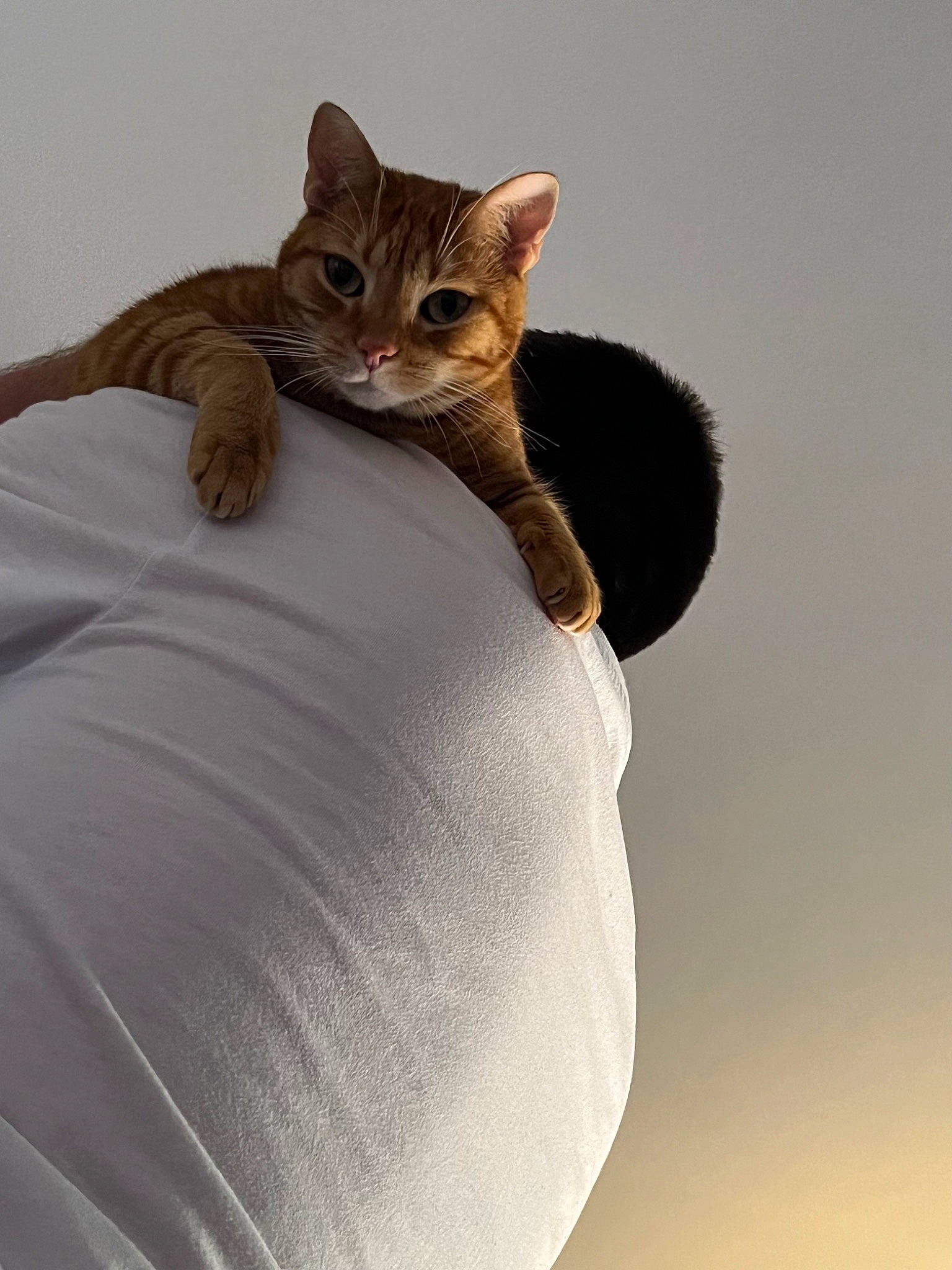 Nala joined the competition — help win amazing prizes! bed, carnivore, cat, cat_supply, claw, comfort, domestic_short_haired_cat, felidae, fur, linens, paw, plant, sitting, small_to_medium_sized_cats, tail, terrestrial_animal, tree, whiskers, wildlife, wood