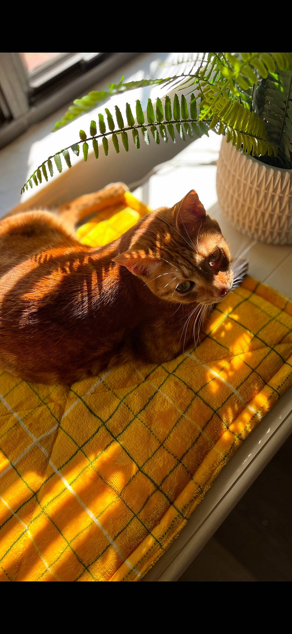 Nala joined the competition — help win amazing prizes! carnivore, cat, comfort, domestic_short_haired_cat, fawn, felidae, flooring, flowerpot, fur, grass, hardwood, houseplant, pet_supply, plant, room, small_to_medium_sized_cats, tail, whiskers, wood, yellow