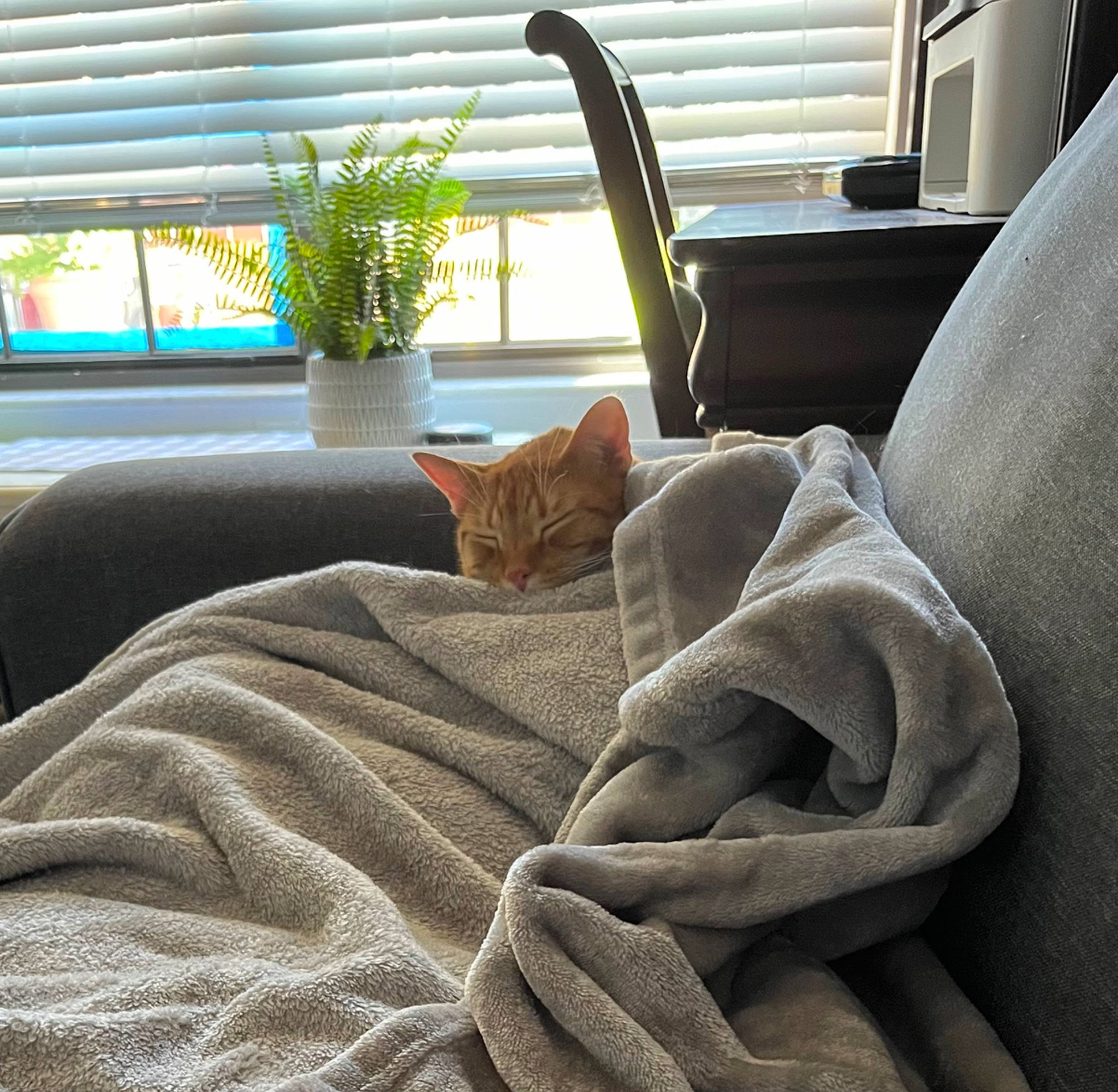 Nala joined the competition — help win amazing prizes! carnivore, cat, comfort, fawn, felidae, flooring, flowerpot, hardwood, houseplant, light, linens, plant, small_to_medium_sized_cats, tail, textile, vertebrate, whiskers, window, window_blind, wood