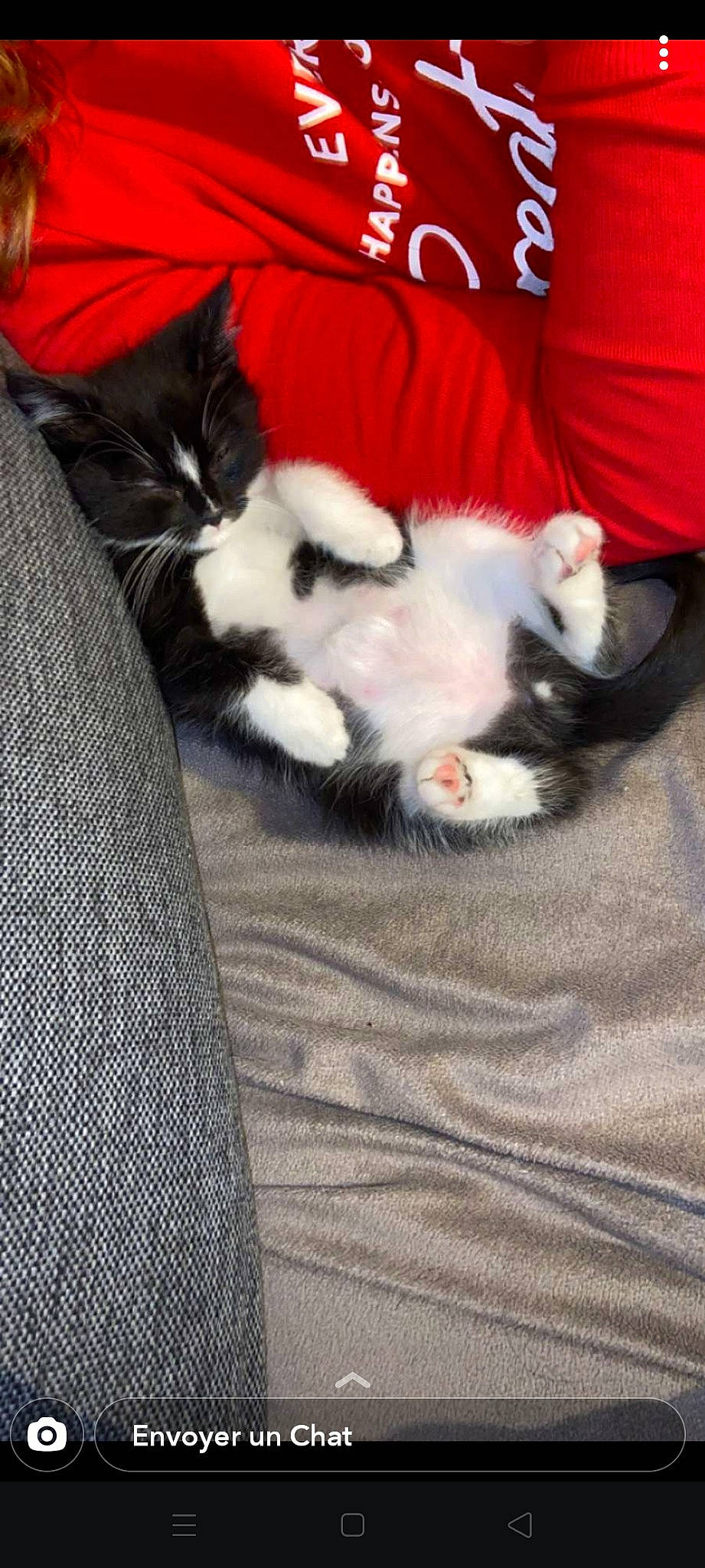 Oreo a rejoint le concours — aidez-le/la à gagner de superbes lots ! carnivore, cat, felidae, kitten, norwegian_forest_cat, small_to_medium_sized_cats, tail, whiskers