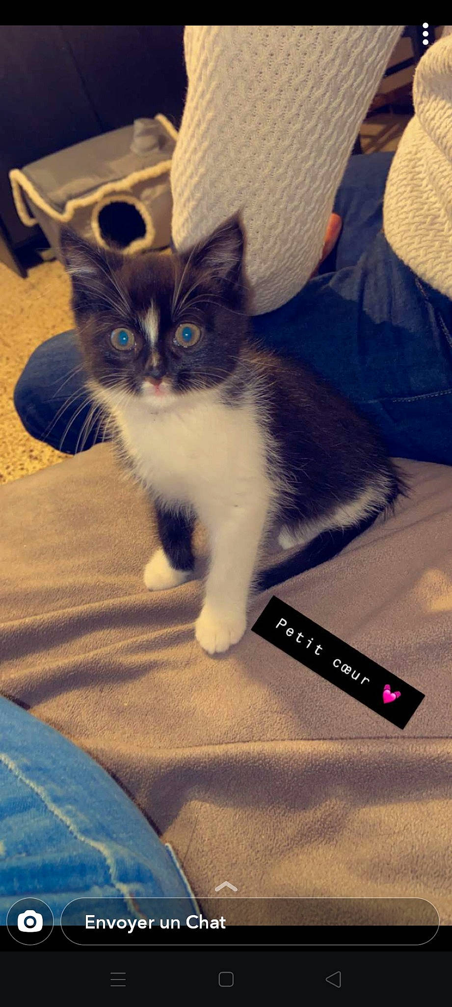 Oreo participe au concours pour gagner de l'argent avec cette photo : aegean_cat, asian, carnivore, cat, domestic_short_haired_cat, felidae, kitten, mammal, photo_caption, small_to_medium_sized_cats, vertebrate, whiskers