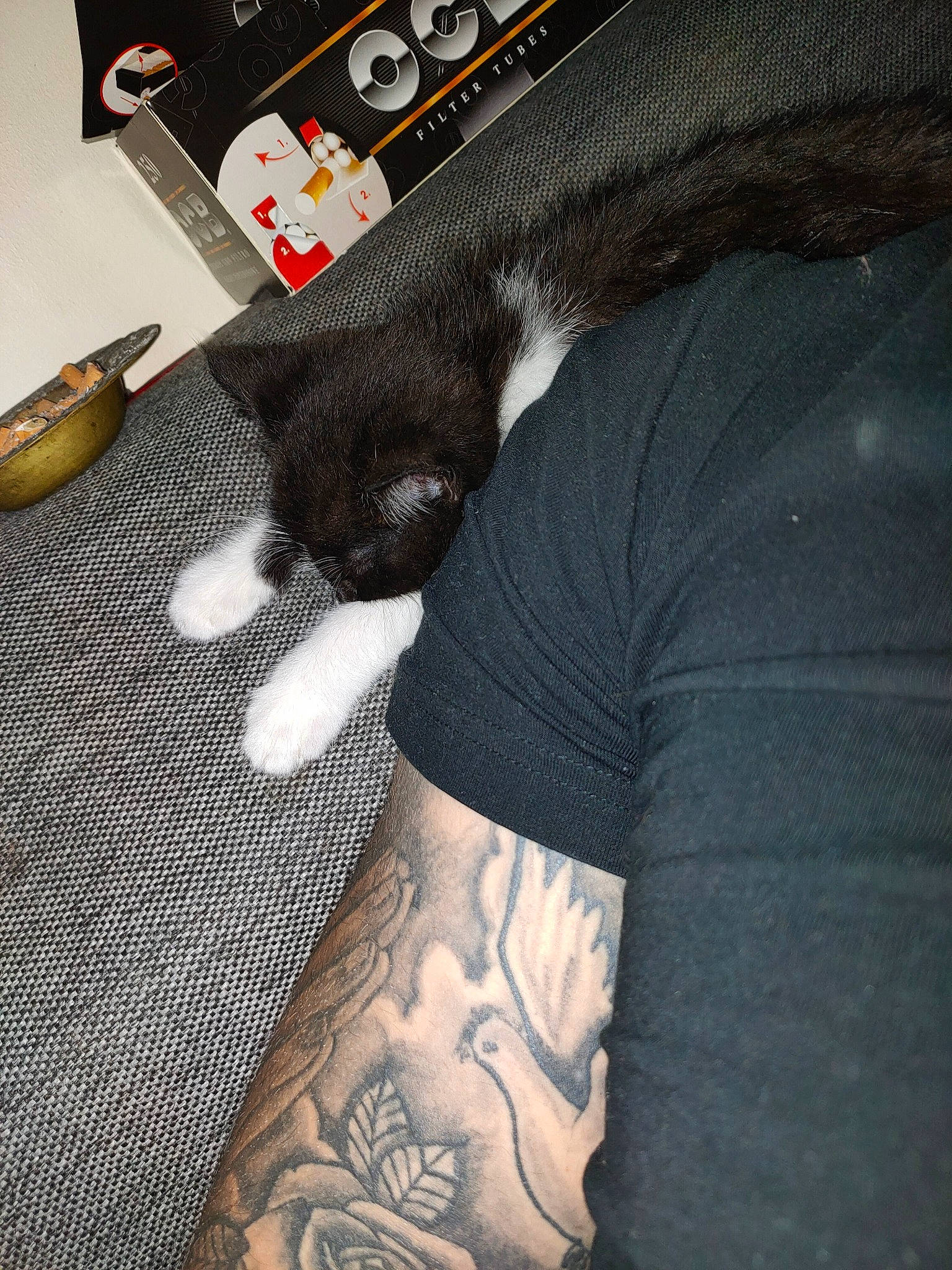 Oreo participe au concours pour gagner de l'argent avec cette photo : arm, black, black_cat, black_hair, cat, felidae, human, leg, small_to_medium_sized_cats, t_shirt, tattoo, whiskers