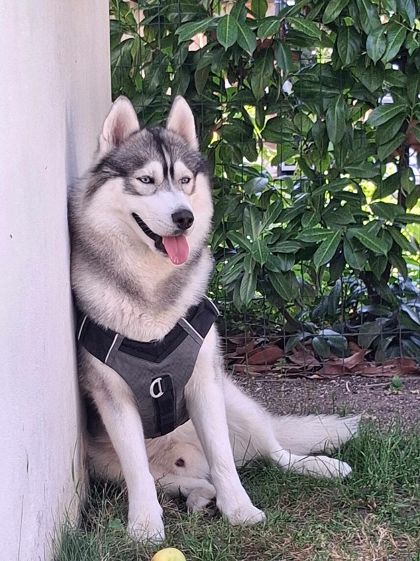 Floky