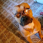 Ace joined the competition — help win amazing prizes! dog, sunglasses, pet, animal, indoor, floor, brown, portrait, looking_up, cool, canine, seated, patterned_floor, household, companion, domestic_animal, funny, shiny_sunglasses, closeup, indoor_lighting
