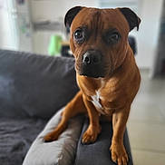 Aïko a rejoint le concours — aidez-le/la à gagner de superbes lots ! dog, canine, brown_dog, boxer, pet, portrait, sitting, couch, sofa, indoor, home, living_room, short_hair, floppy_ears, dark_muzzle, white_chest, front_legs, paws, looking_at_camera, furniture