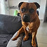 dog, canine, brown_dog, boxer, pet, portrait, sitting, couch, sofa, indoor, home, living_room, short_hair, floppy_ears, dark_muzzle, white_chest, front_legs, paws, looking_at_camera, furniture