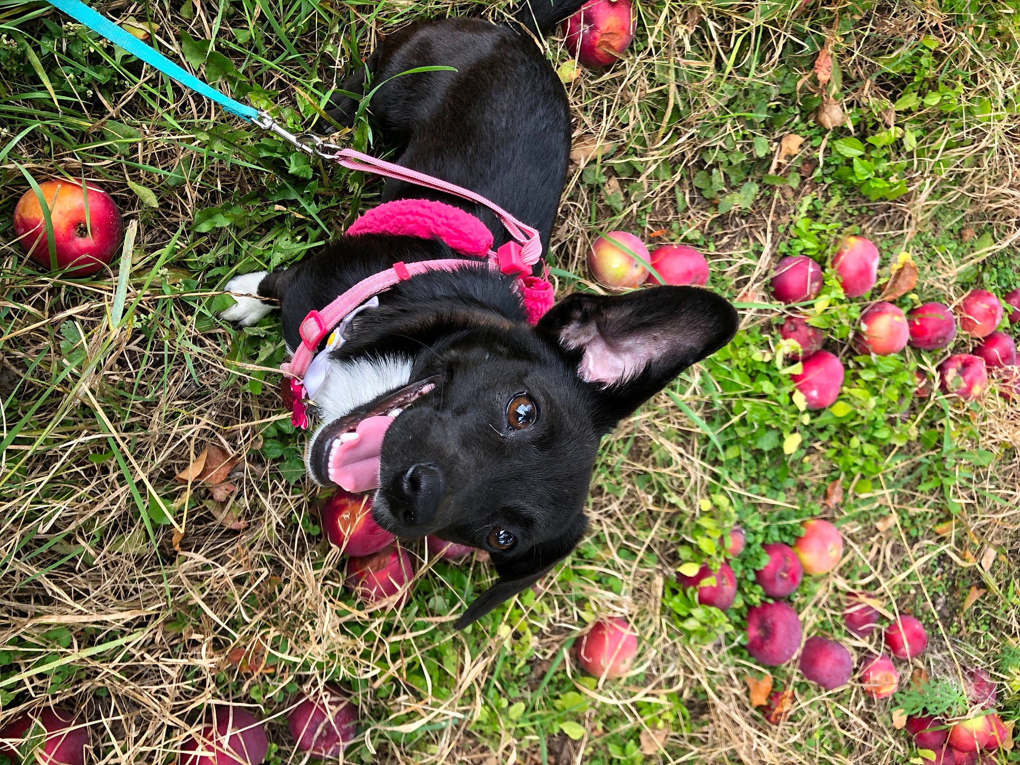 Daisy is registered to the contest to win money with this photo: ball, canidae, carnivore, collar, companion_dog, dog, dog_breed, dog_clothes, dog_collar, dog_supply, fruit, grass, leash, mammal, pet_supply, pink, produce, snout, sporting_group, working_animal