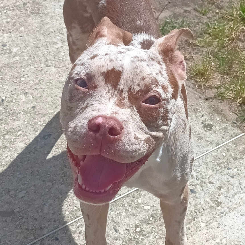 Tupac a rejoint le concours — aidez-le/la à gagner de superbes lots ! animal, brown_spots, canine, close_up, concrete, cute, daylight, dog, ears, four_legs, friendly, grass, happy, outdoor, pet, playful, shadow, smiling, sunlight, tongue_out