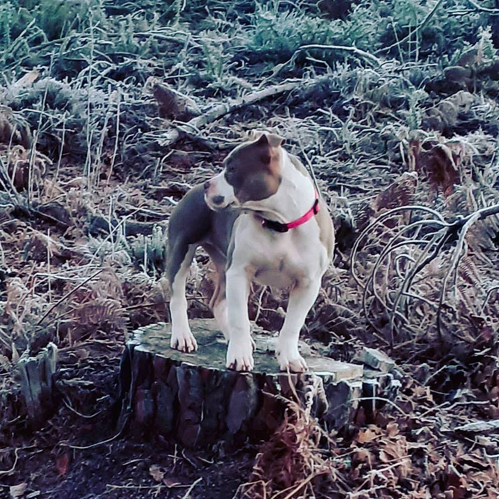 Nebula a rejoint le concours — aidez-le/la à gagner de superbes lots ! adventure, canidae, carnivore, collar, companion_dog, dog, dog_breed, dog_collar, fawn, forest, grass, leash, pet_supply, plant, soil, sporting_group, tail, tree, twig, working_animal