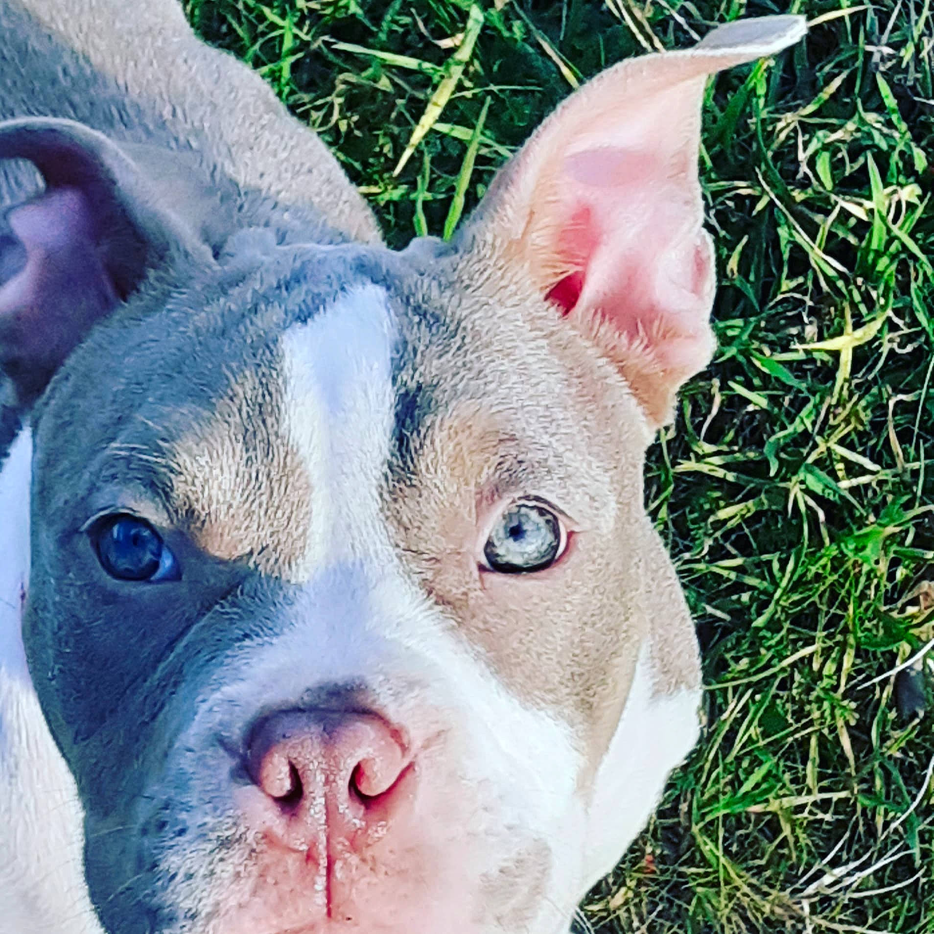 Nebula a rejoint le concours — aidez-le/la à gagner de superbes lots ! ancient_dog_breeds, canidae, carnivore, companion_dog, dog, dog_breed, ear, electric_blue, fawn, grass, non_sporting_group, snout, sporting_group, terrestrial_animal, terrestrial_plant, whiskers, working_animal