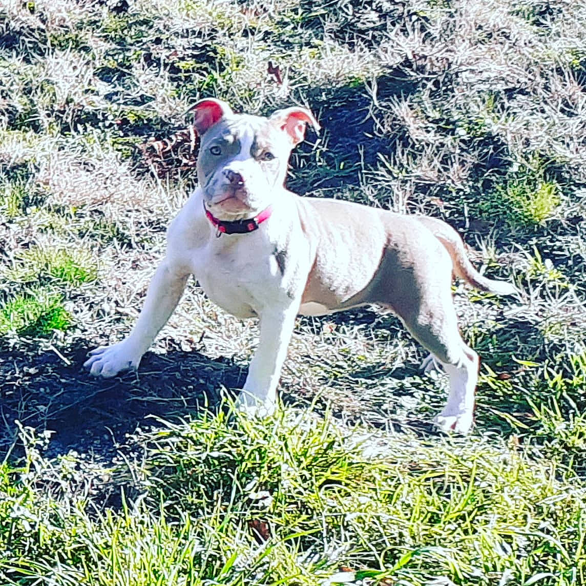 Nebula a rejoint le concours — aidez-le/la à gagner de superbes lots ! ancient_dog_breeds, bull_and_terrier, canidae, carnivore, collar, companion_dog, dog, dog_breed, dog_collar, fawn, grass, groundcover, hunting_dog, non_sporting_group, plant, sporting_group, tail, terrestrial_animal, terrier, working_animal