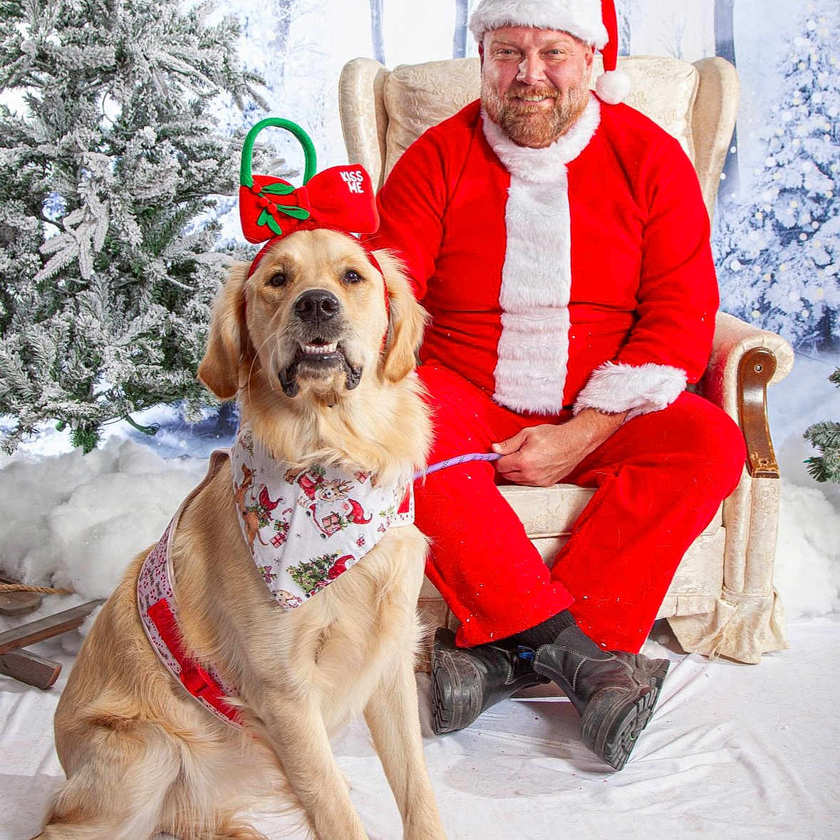Lucy joined the competition — help win amazing prizes! adult, animal, canine, christmas, clothing, dog, face, festival, furniture, goldenretriever, head, male, man, person, pet, photography, plant, portrait, santaclaus, tree