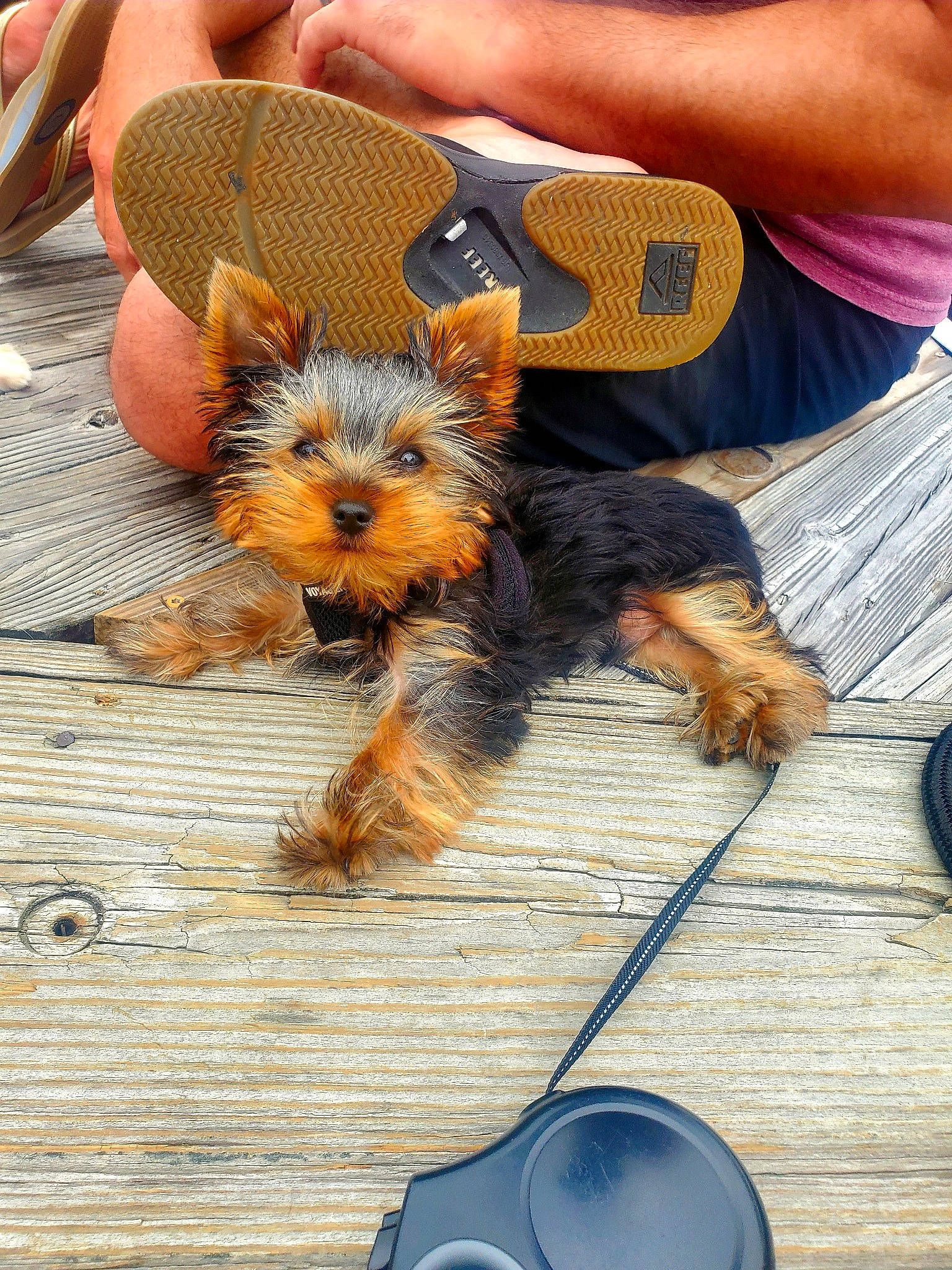 Oshie is registered to the contest to win money with this photo: canidae, carnivore, collar, companion_dog, dog, dog_breed, fawn, fur, hat, paw, sitting, small_terrier, snout, sporting_group, terrier, toy_dog, vertebrate, wood, working_animal, working_dog