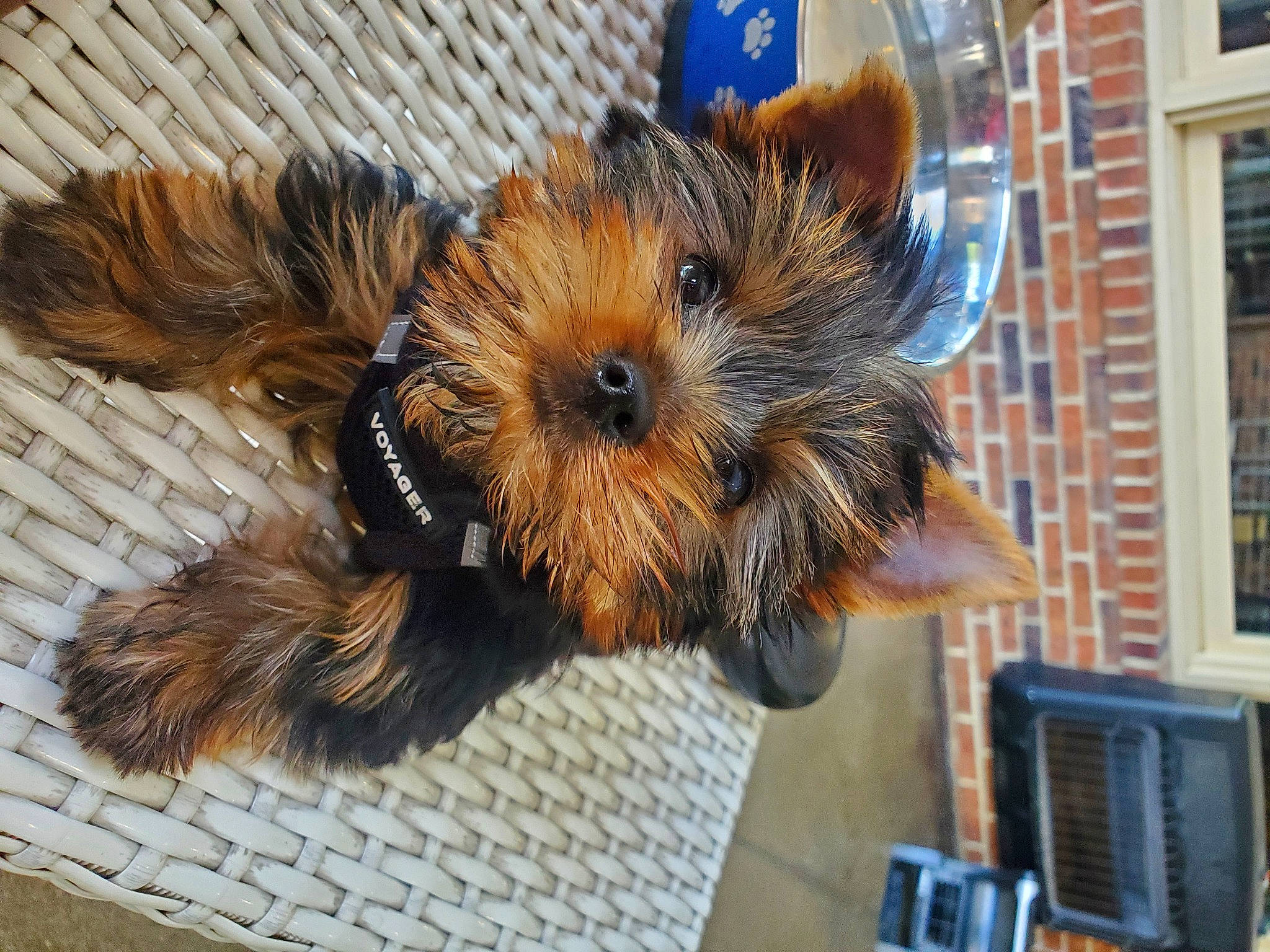 Oshie joined the competition — help win amazing prizes! canidae, carnivore, companion_dog, dog_breed, event, fawn, felidae, fur, liver, rodent, small_terrier, snout, sporting_group, terrestrial_animal, terrier, toy, toy_dog, whiskers, window, wood