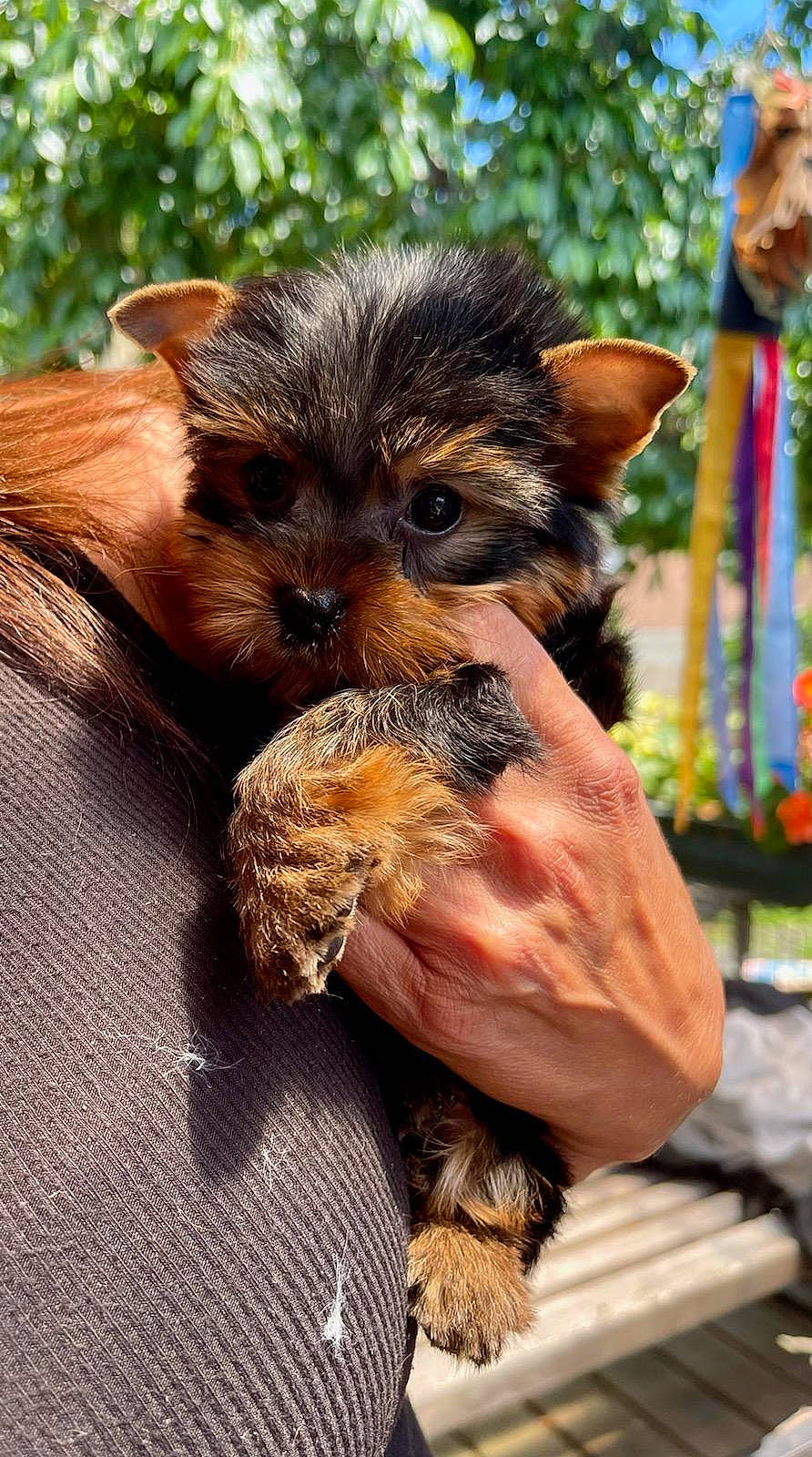 Oshie is registered to the contest to win money with this photo: bat, canidae, carnivore, claw, companion_dog, dog_breed, fawn, fur, grass, jungle, palm_tree, paw, plant, snout, sporting_group, terrestrial_animal, thumb, tree, whiskers, wildlife