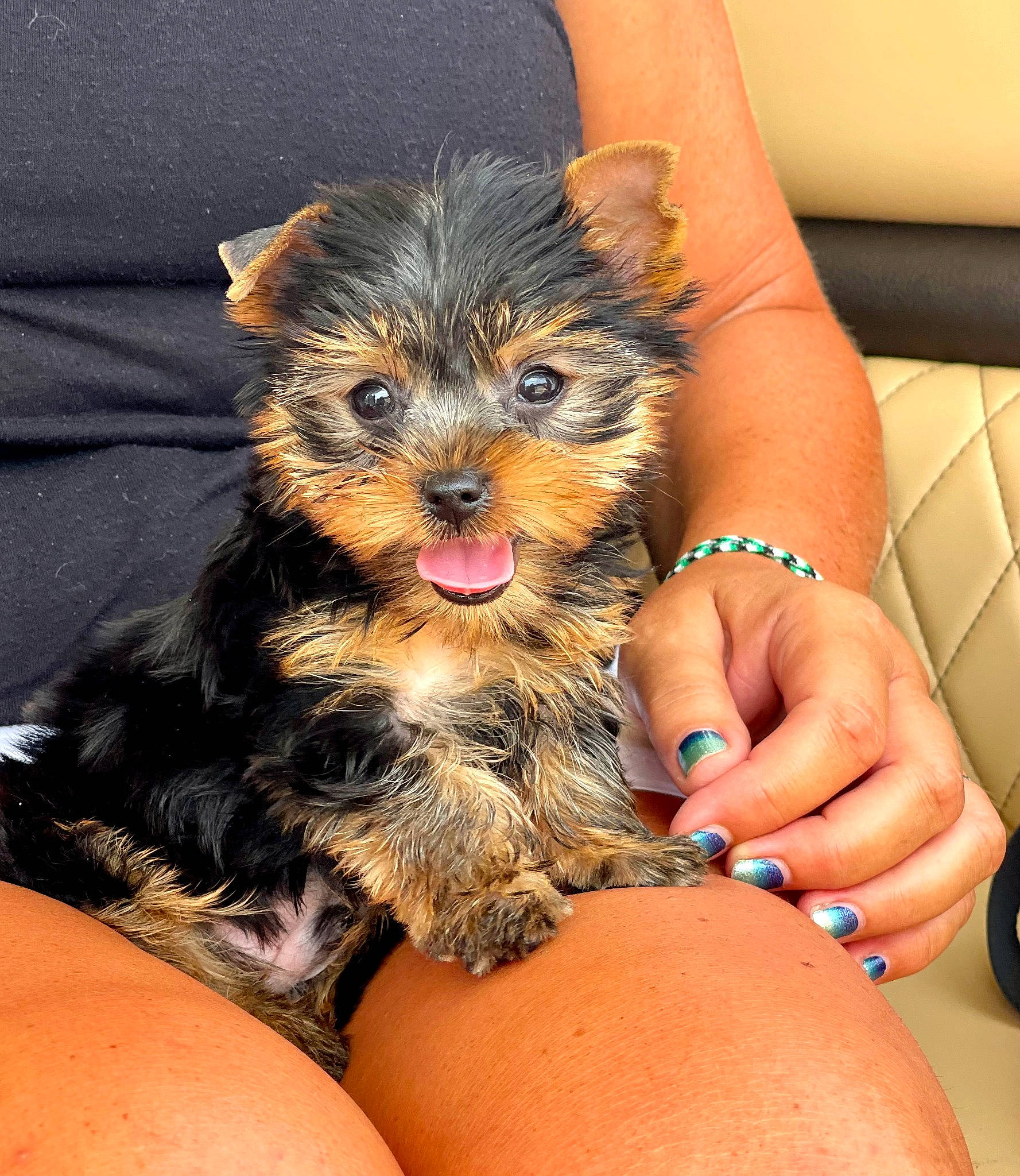 Oshie is registered to the contest to win money with this photo: black_hair, carnivore, companion_dog, dog, dog_breed, fawn, finger, foot, hand, human_leg, nail, paw, skin, snout, sporting_group, thigh, thumb, toy_dog, whiskers, wrist