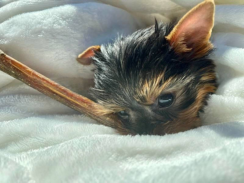 Oshie joined the competition — help win amazing prizes! bed, canidae, carnivore, cat, claw, comfort, domestic_short_haired_cat, ear, eye, fawn, feather, felidae, fur, nap, paw, small_to_medium_sized_cats, snout, terrestrial_animal, whiskers