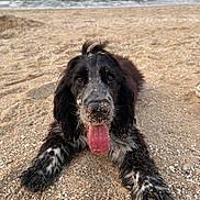 Aslo a rejoint le concours — aidez-le/la à gagner de superbes lots ! beach, black_and_white_fur, canine, close_up, dog, front_paws, laying_down, nature, outdoor, paw, pet, playful, sand, sandy_nose, shells, shoreline, smiling, spaniel, tongue_out, wet_fur