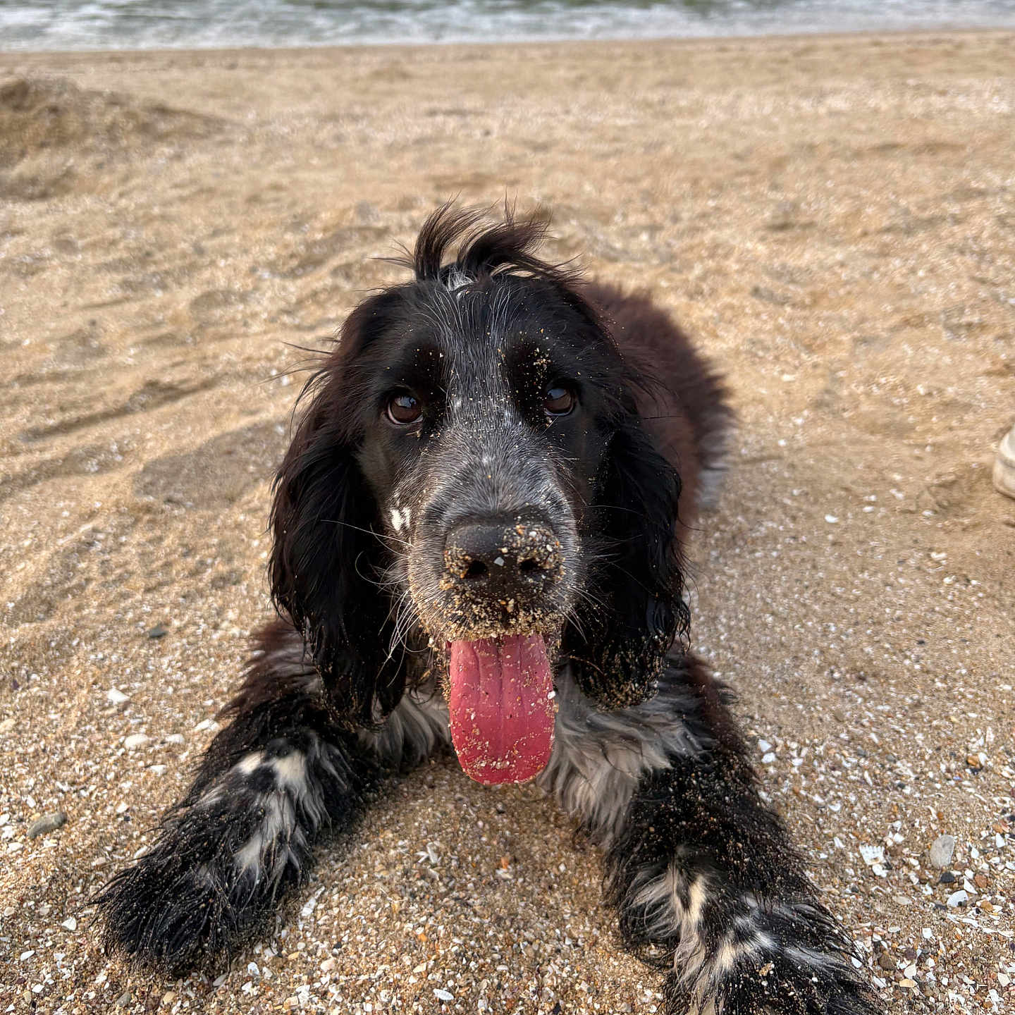 Aslo a rejoint le concours — aidez-le/la à gagner de superbes lots ! beach, black_and_white_fur, canine, close_up, dog, front_paws, laying_down, nature, outdoor, paw, pet, playful, sand, sandy_nose, shells, shoreline, smiling, spaniel, tongue_out, wet_fur