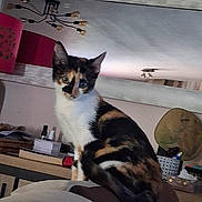 Bonny a rejoint le concours — aidez-le/la à gagner de superbes lots ! cat, calico_cat, kitten, pet, animal, sitting, portrait, indoors, home, chair, furniture, white_fur, black_fur, orange_fur, green_eyes, pointed_ears, whiskers, chandelier, desk, room