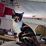 animal, black_fur, calico_cat, cat, chair, chandelier, desk, furniture, green_eyes, home, indoors, kitten, orange_fur, pet, pointed_ears, portrait, room, sitting, whiskers, white_fur
