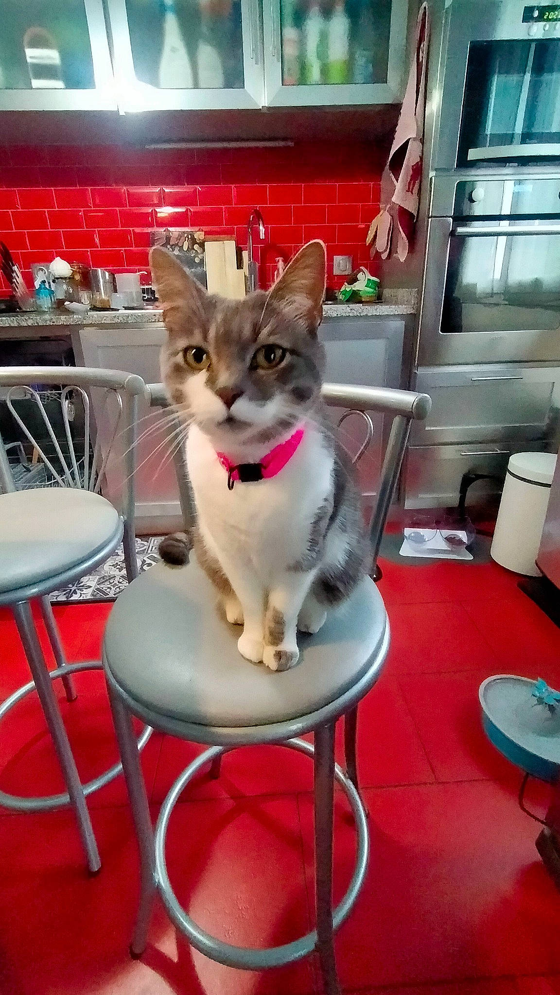 Tokyo participe au concours pour gagner de l'argent avec cette photo : carnivore, cat, cat_supply, chair, collar, companion_dog, felidae, flooring, fur, furniture, interior_design, leisure, pet_supply, recreation, sitting, small_to_medium_sized_cats, stool, tail, whiskers, window