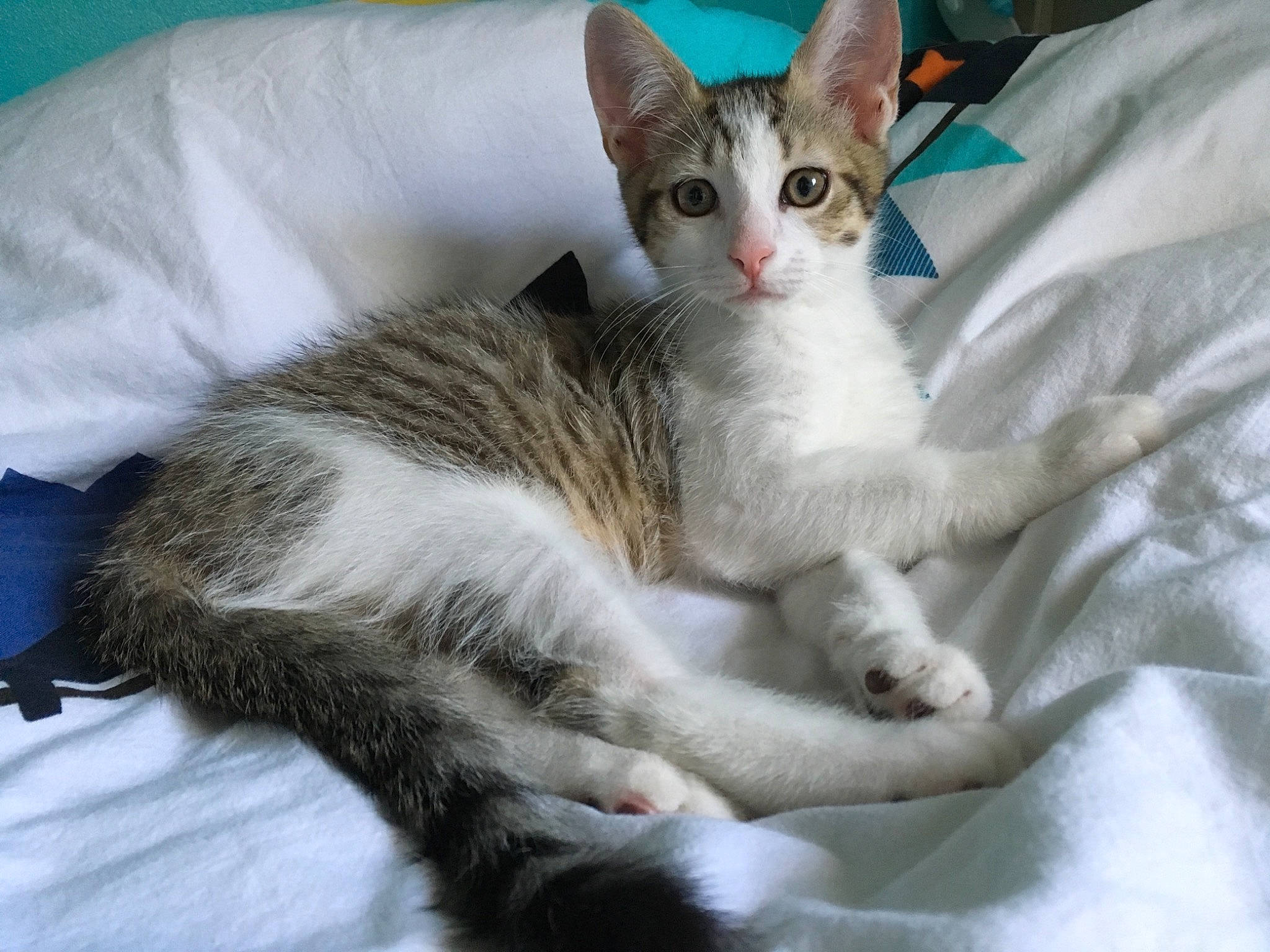 Mint a rejoint le concours — aidez-le/la à gagner de superbes lots ! carnivore, cat, claw, comfort, domestic_short_haired_cat, felidae, fur, paw, sitting, small_to_medium_sized_cats, snout, tail, whiskers