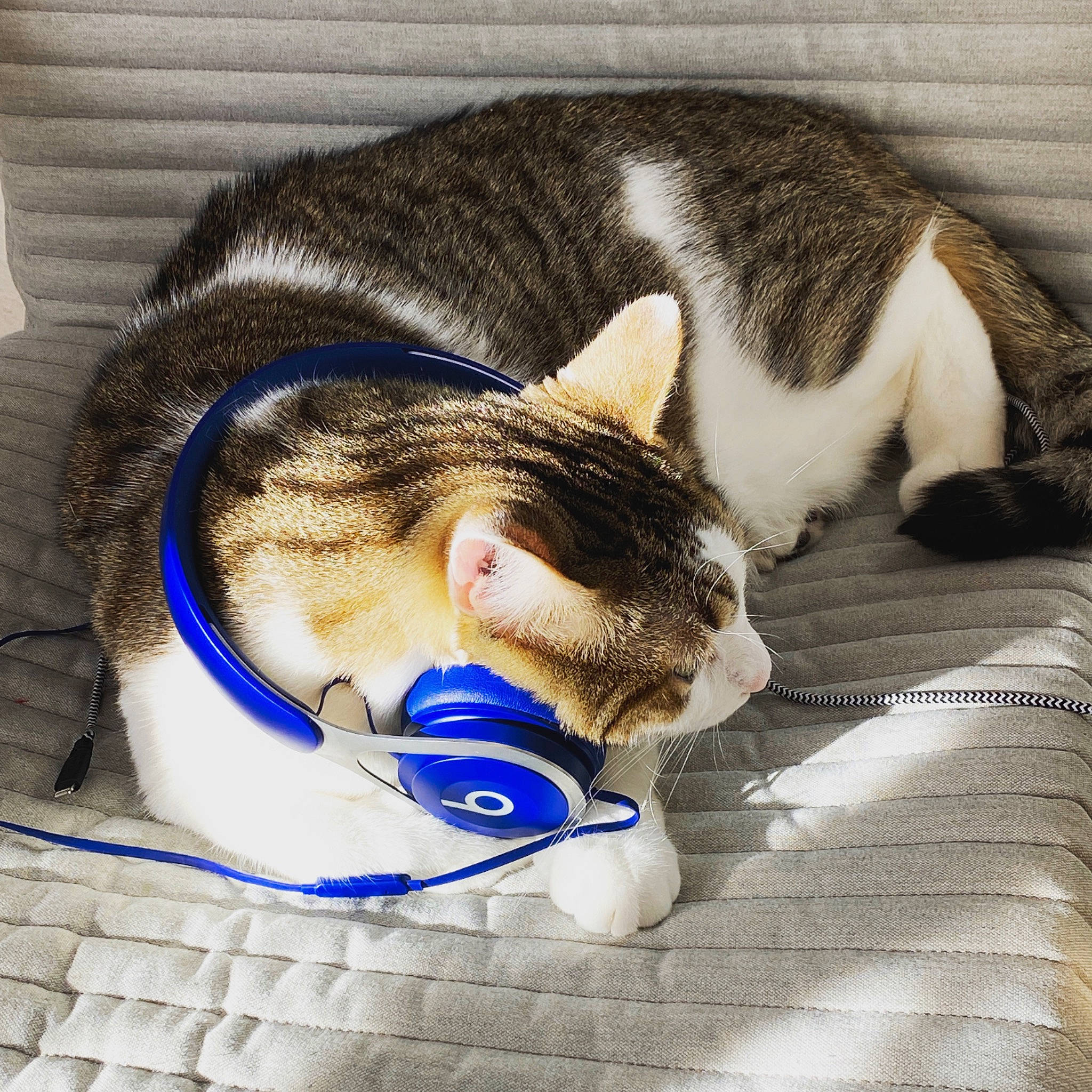 Mint participe au concours pour gagner de l'argent avec cette photo : carnivore, cat, claw, comfort, domestic_short_haired_cat, electric_blue, eye, felidae, flooring, fur, leg, nap, paw, photo_caption, sleep, small_to_medium_sized_cats, snout, tail, textile, whiskers