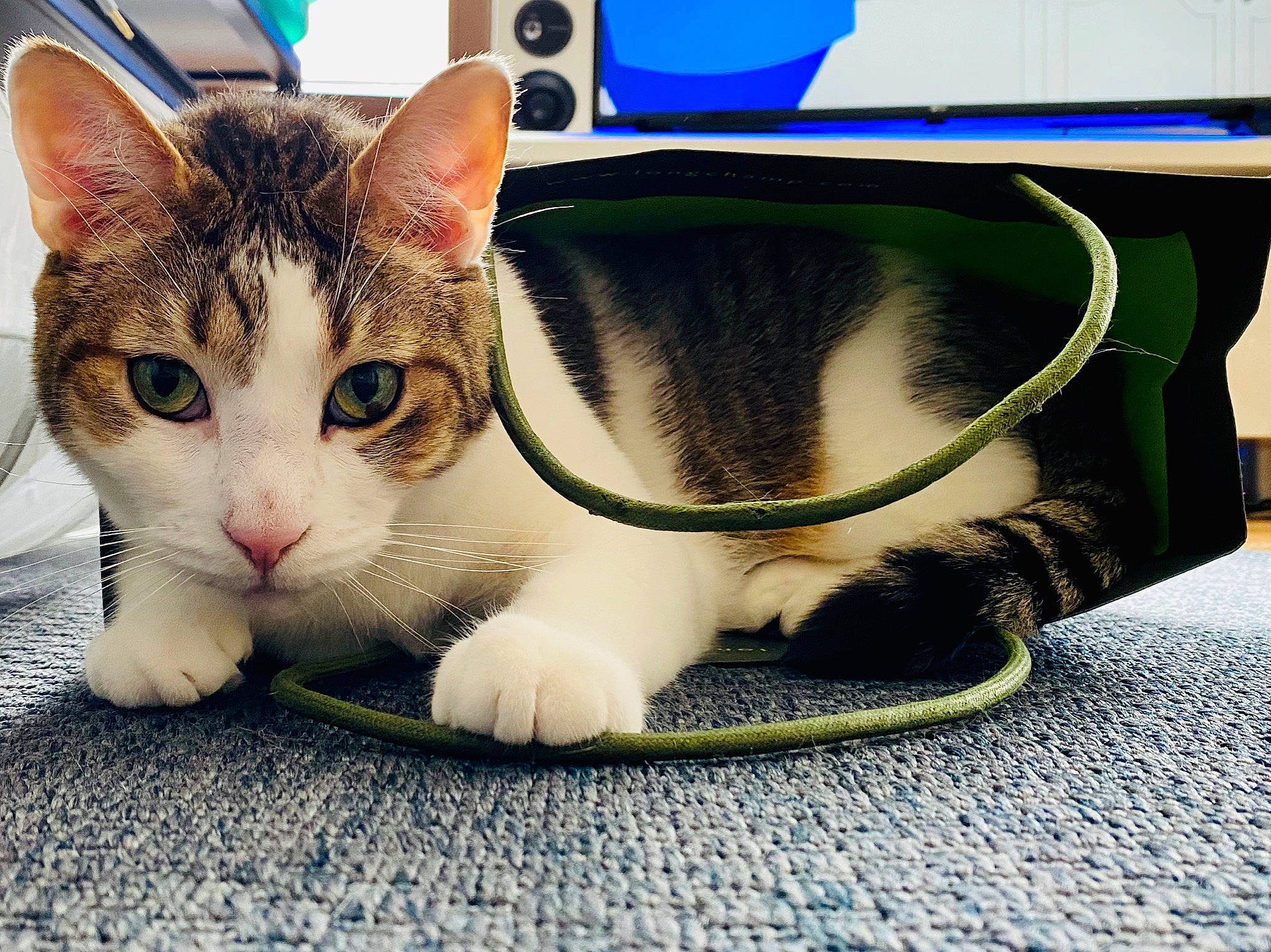 Mint participe au concours pour gagner de l'argent avec cette photo : carnivore, cat, claw, comfort, curious, domestic_short_haired_cat, felidae, flooring, foot, fur, human_leg, paw, pet_supply, photo_caption, service, sitting, small_to_medium_sized_cats, snout, tail, whiskers