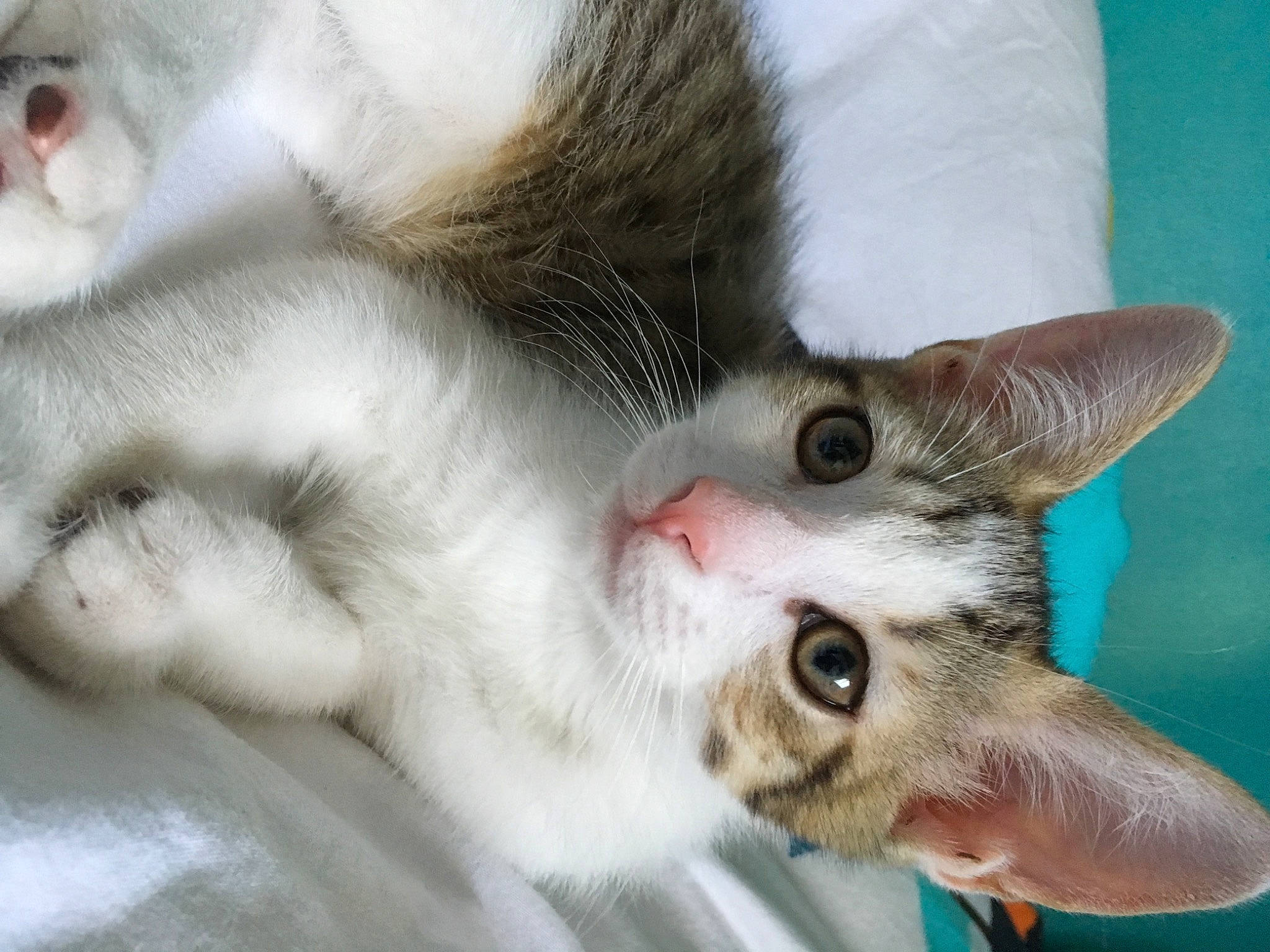 Mint participe au concours pour gagner de l'argent avec cette photo : carnivore, cat, claw, close_up, domestic_short_haired_cat, ear, eye, fang, fawn, felidae, fur, mammal, paw, small_to_medium_sized_cats, snout, tail, vertebrate, whiskers