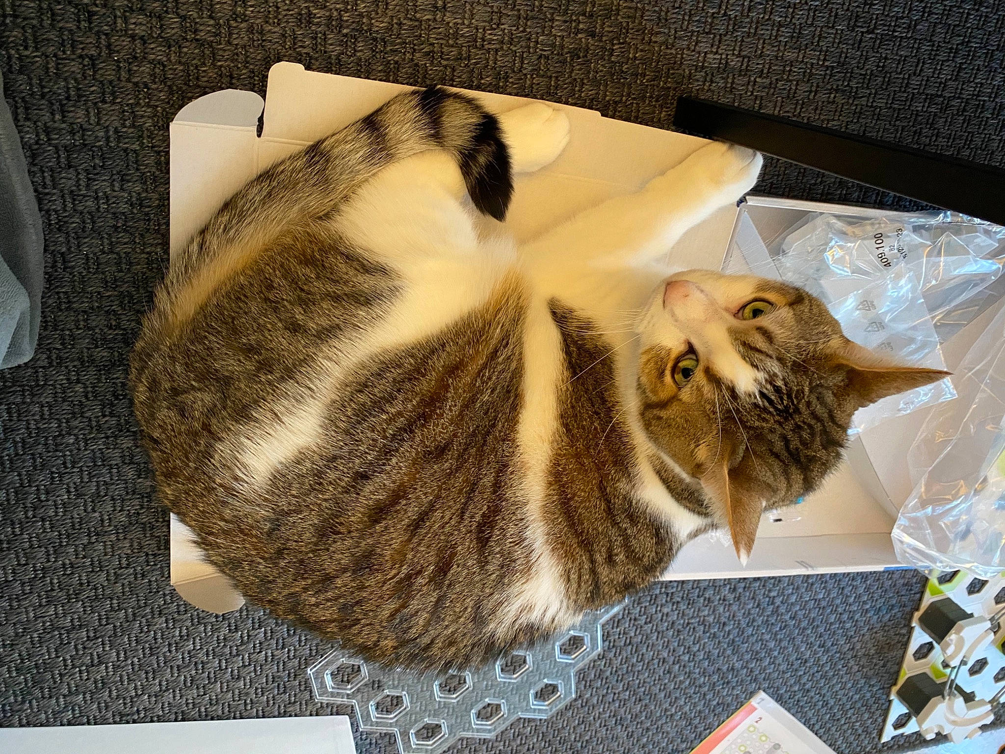 Mint a rejoint le concours — aidez-le/la à gagner de superbes lots ! bag, carnivore, cat, cat_bed, cat_supply, comfort, domestic_short_haired_cat, fawn, felidae, fur, hat, pattern, pet_supply, room, small_to_medium_sized_cats, tail, terrestrial_animal, whiskers